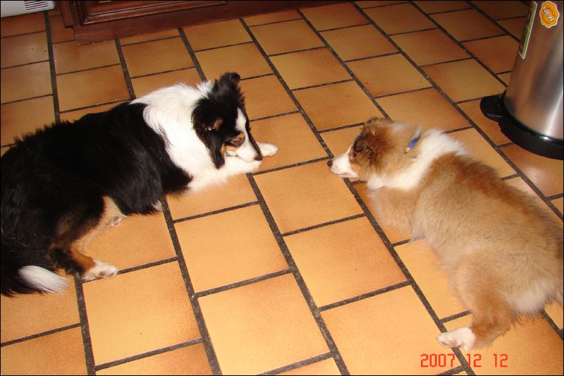 Jazzy and Laddie make themselves at home on the kitchen floor.