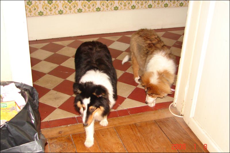 It took several weeks before Jazzy and Laddie began to venture upstairs.  Here they finally decide to visit Ark's office.