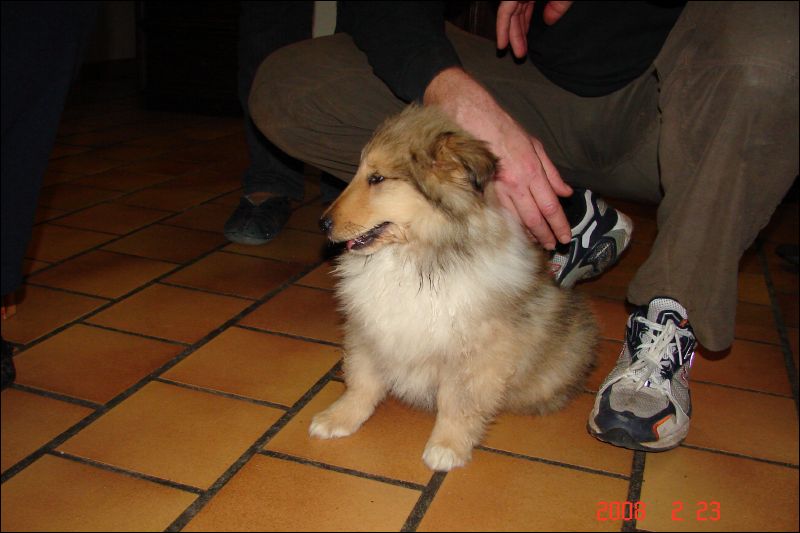 Since Jazzy adopted Joe and Laddie adopted Anna, it was decided that I could have a puppy of my very own... and so, for my birthday, Cherie arrived.  She's a collie with a Scottish Mother named 