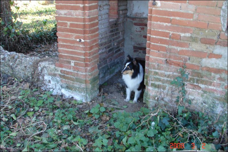 Jazzy knows all the best hiding spots on the property.