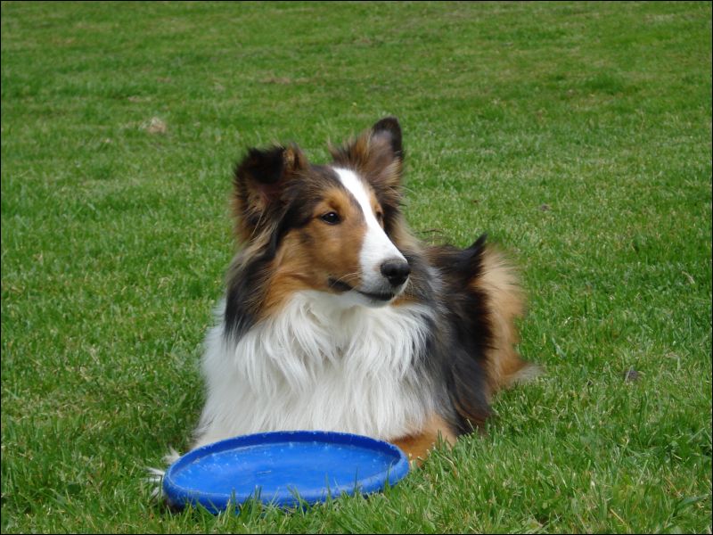 Laddie has been introduced to the frisbee... and he loves it!