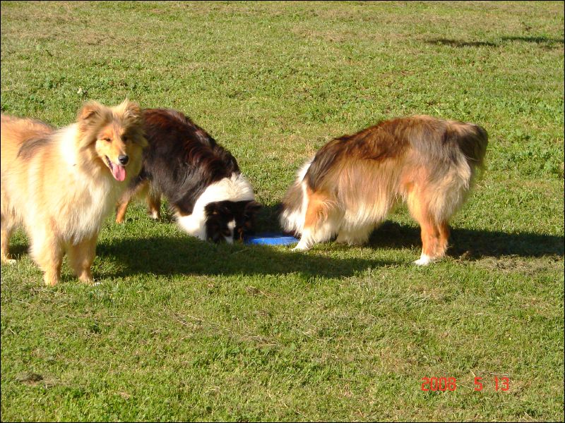 Jazzy and Laddie like to chase the frisbee.  Cherie likes to watch and pretend she is playing.  Only later, when she is older, will she really enjoy the game.
