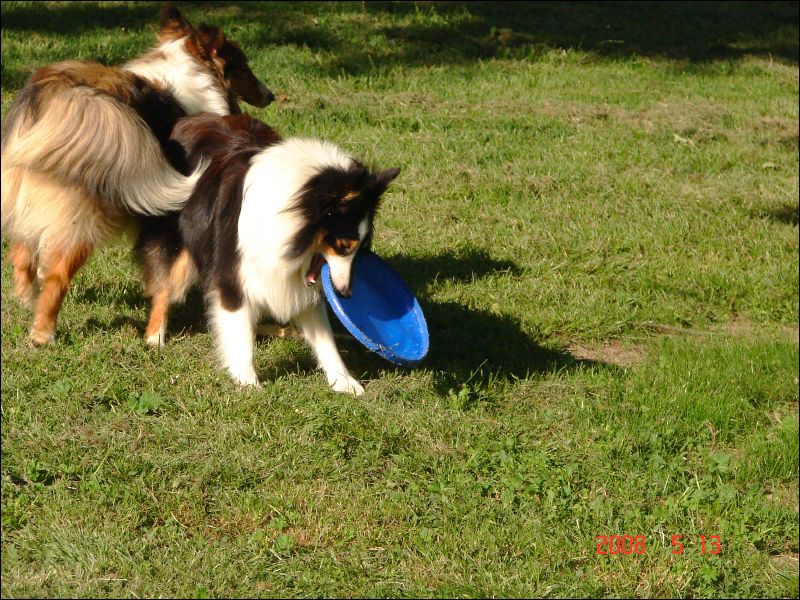 Jazzy is the undisputed frisbee champion.  
