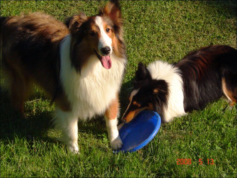 Laddie wants someone to throw the frisbee; Jazzy just wants to chew on it!