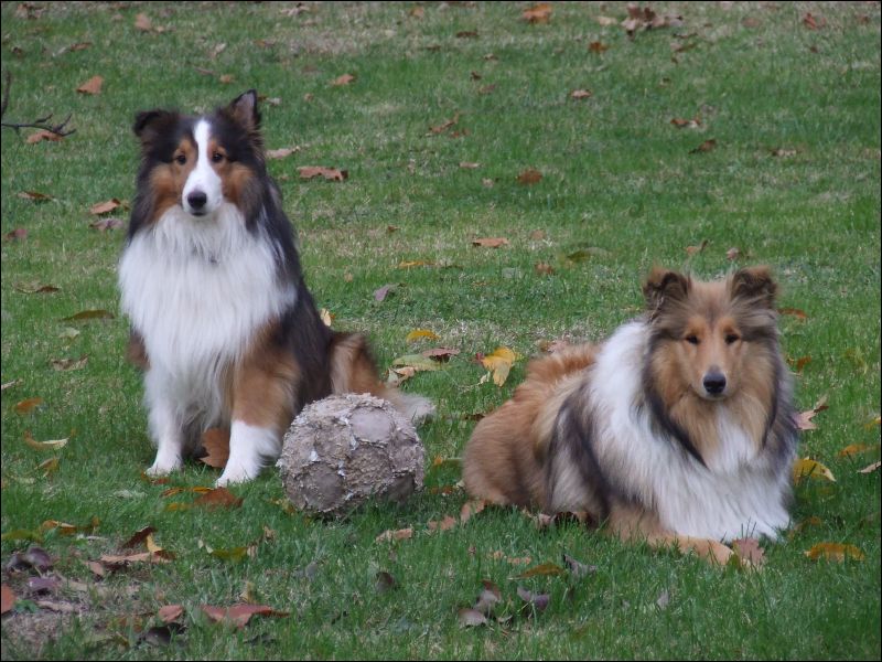 Cherie and Laddie can play ball all day if someone would just keep kicking it! 