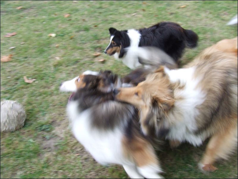 Here, all three of them go for the ball... Cherie doesn't always get it, but she is willing to jump into the air to do so while the others prefer to get it on the ground. 