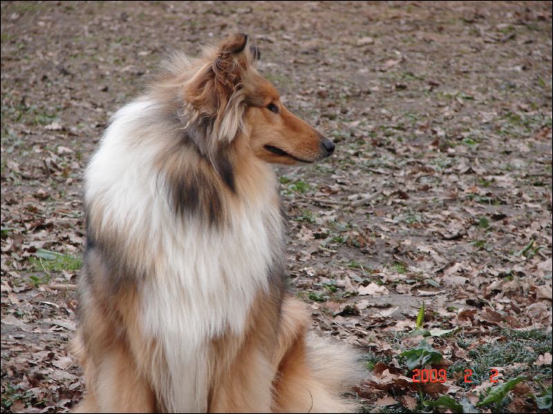 Cherie shows her winning Collie profile here. 