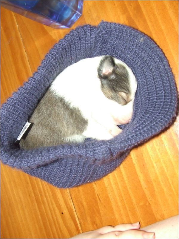 Here one of the puppies sleeps in Ark's knitted cap.  From the time Jazzy went into labor, and for several weeks after, the kitchen was kept very warm so that the puppies would not get chilled.  