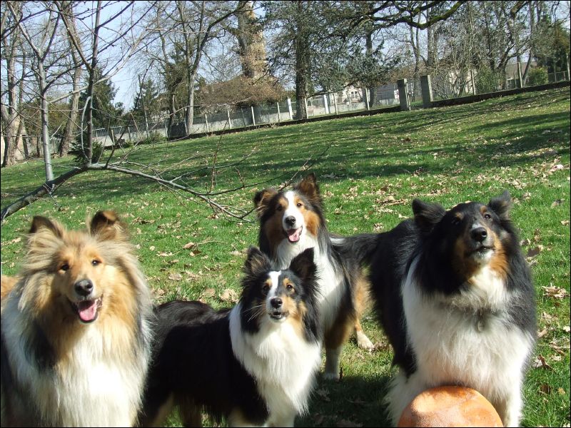 Our Four Big Dogs are back to their regular activities.  Jazzy takes time out from the puppies to play!  Here, they are all expectantly waiting for someone to play soccer with them.  Notice the ball has lost some of its air... that just makes it easier for them to pick it up and carry it.  They will play with a ball until it is literally worn out! 