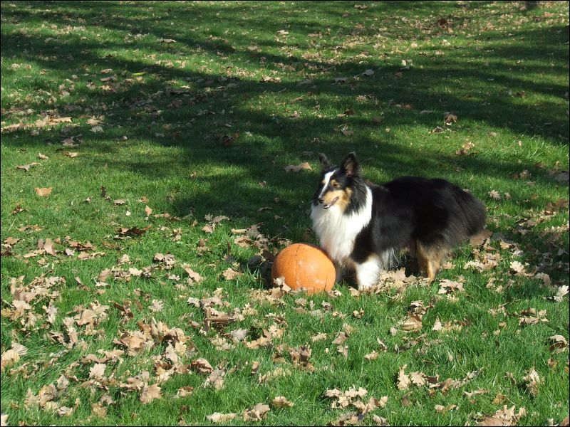 This ball actually looks too big for Jazzy to play with; but don't be deceived!   If she can't pick it up, she'll chew it!