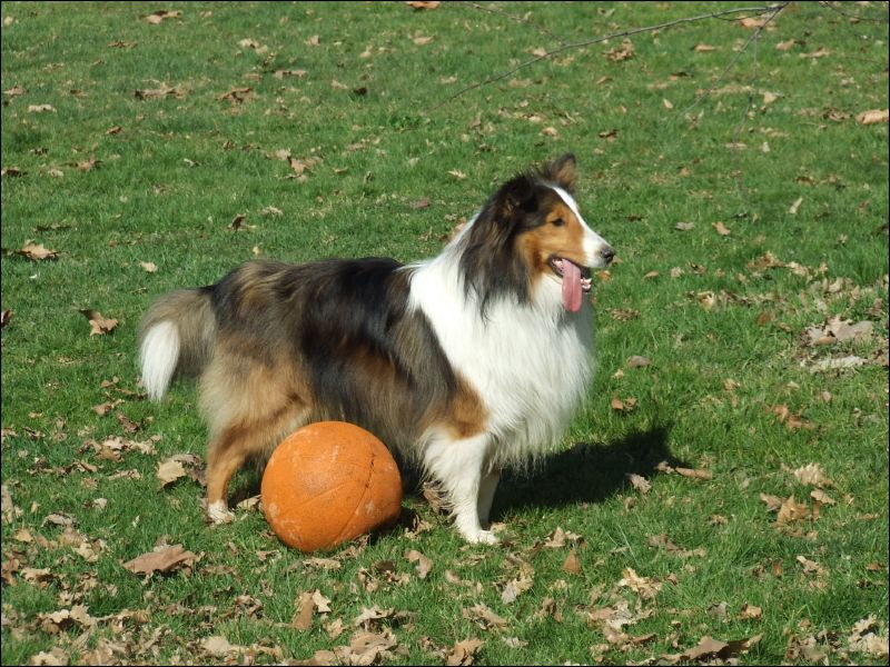 Laddie will stand patiently by the ball waiting for someone to come and kick it. 