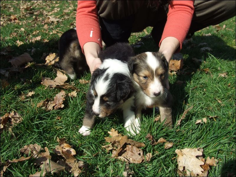 Two puppies have a 