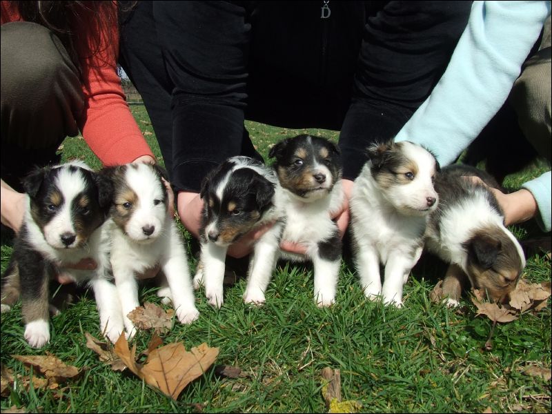This was the best of about ten attempts to get a portrait of all six puppies.  