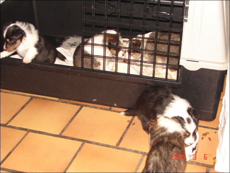 The puppies learn to get in and out of their crate unassisted.  They also begin to eat croquettes. 