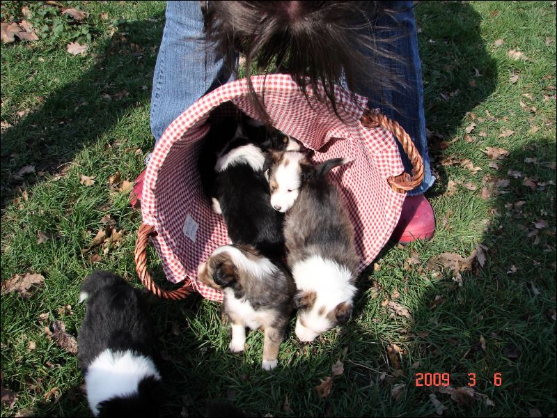 Once you get them outside, just gently tip the basket on its side... and all the puppies come tumbling out!
