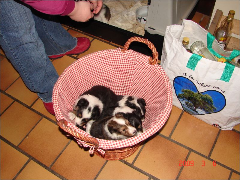 Once house training starts, a fast way to get all six puppies outside is needed, so a basket does duty! 