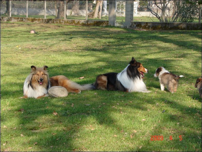 Cherie and Laddie are attentive to the puppies and even play with them. 