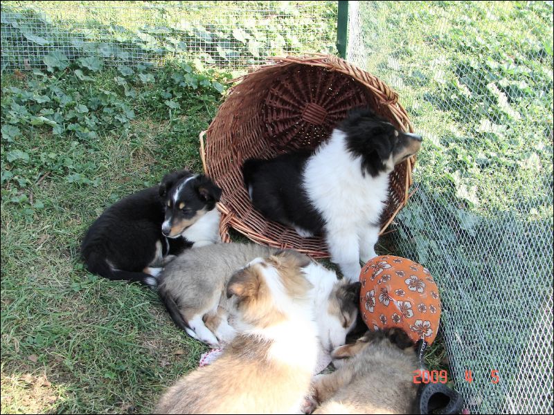 The basket has taken its place in a small pen where the puppies can be outside and safe.  They play in it and you can see that there's no way they could all get in there at once now!  