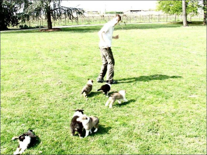 Joe runs back and forth across the lawn with puppies following.  They ALL get exercise this way! 