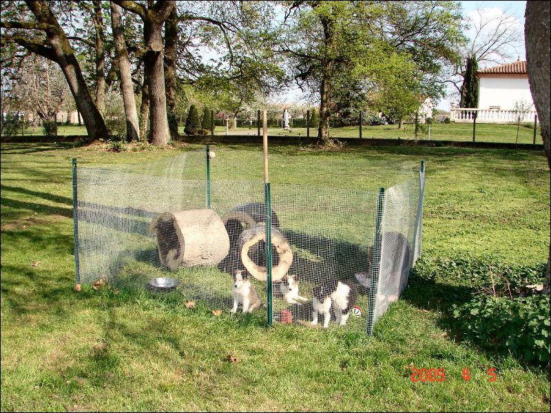 The puppies play pen.  It keeps them safe outside. 