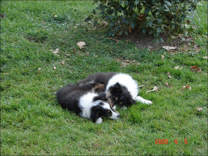 When someone is available to watch them, the puppies run loose and play in the grass. 