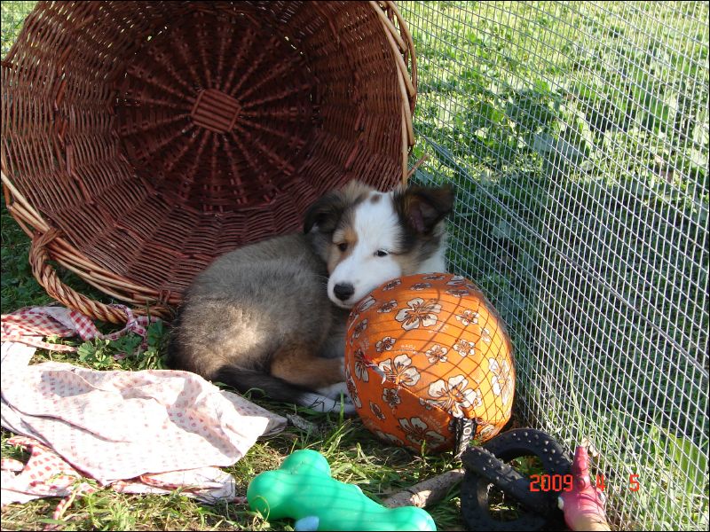 The puppies have a soft football that they use more as a pillow than a toy!