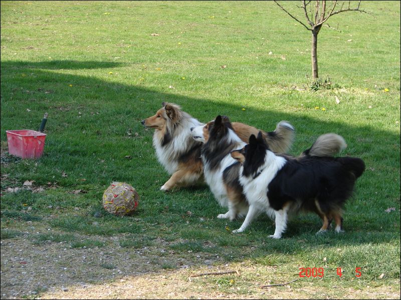 The ball is really pathetic looking, but the dogs still love it!