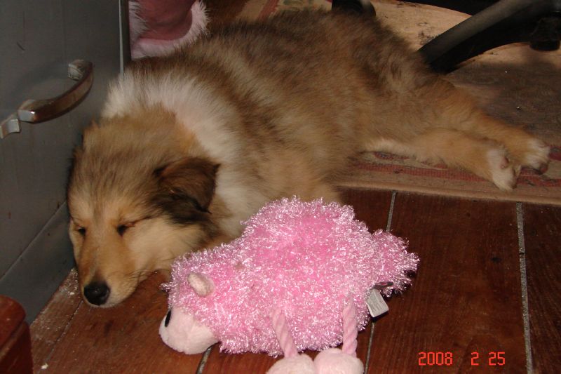 Our New Collie Puppy her first night at home.  A pink sheep to guard her sleep by my desk.