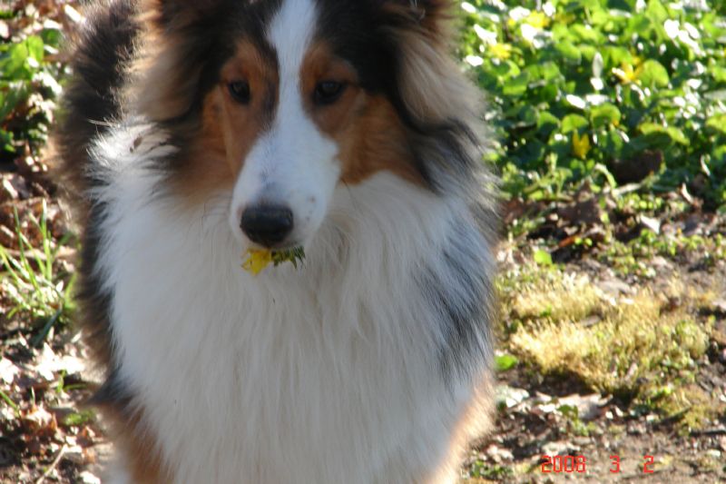 Our male sheltie likes to eat the yellow flowers.