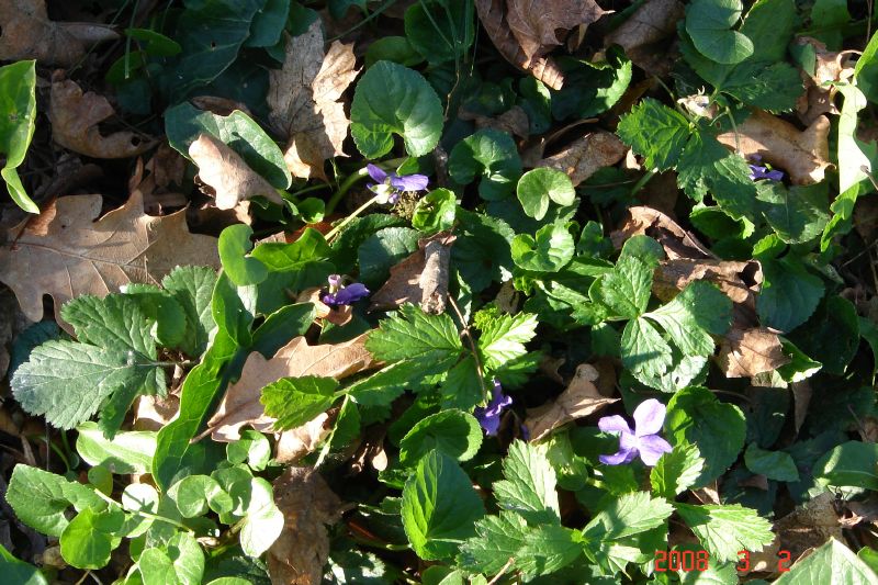 Violets are blooming all over the park.  They smell so good when gathered in little bouquets.