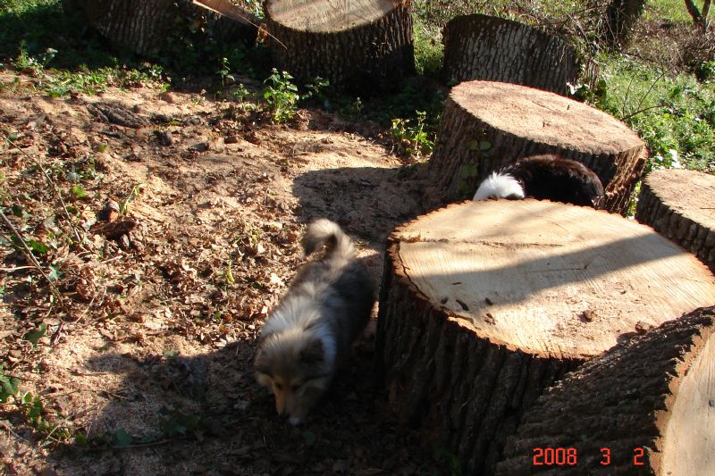 Investigating the big logs. 