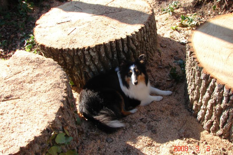 Resting in the shade of the logs.