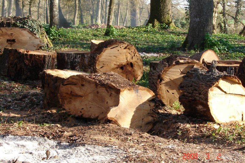 More gigantic logs waiting to be split.