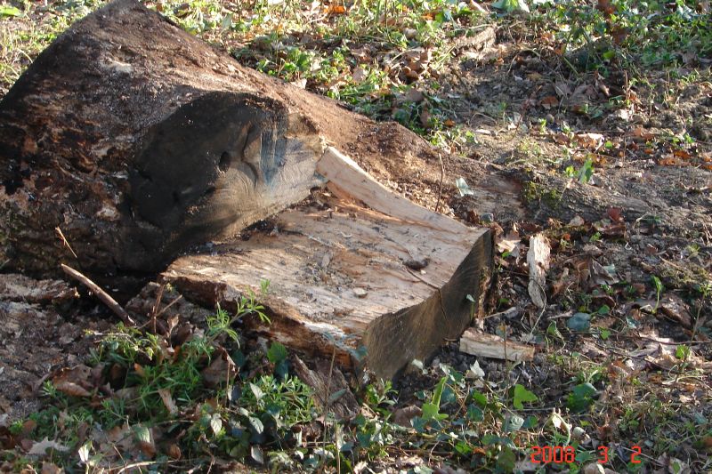 This is a part of a big fork in one of the trees that was brought down.  About half of it is buried in the ground from the force of the fall.  We haven't yet been able to dislodge it. 