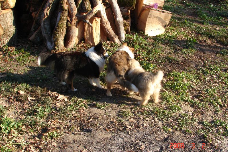 Playing by the woodpile.