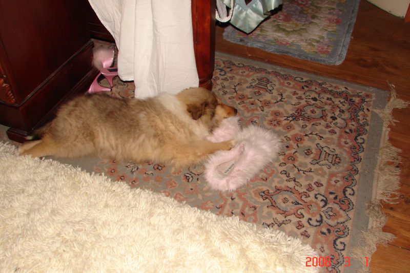 The fluffy slippers are similar to her littermates so she loves them!