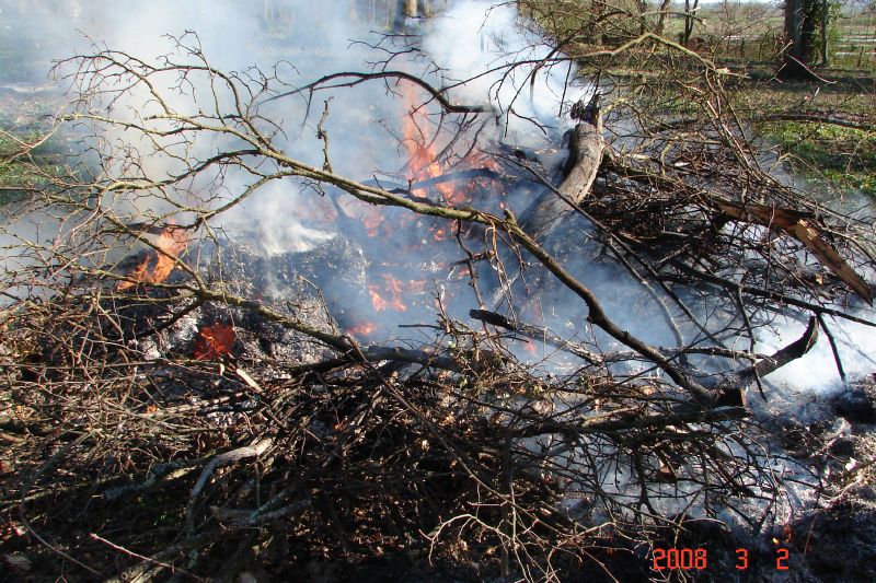 There is tons of tree debris all over the place.