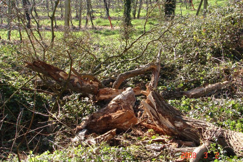 A lot of the upper parts of one of the trees came down in the brambles.  