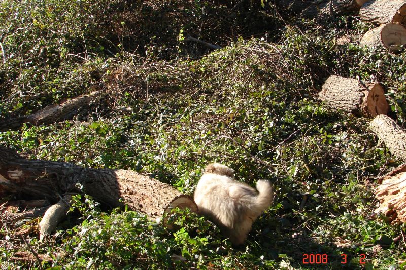 Cherie investigates the brambles and logs.