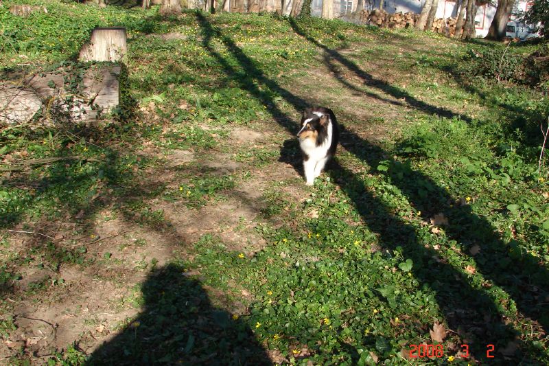 Our female sheltie comes down to see what is going on.  She's been busy barking at the neighbors.