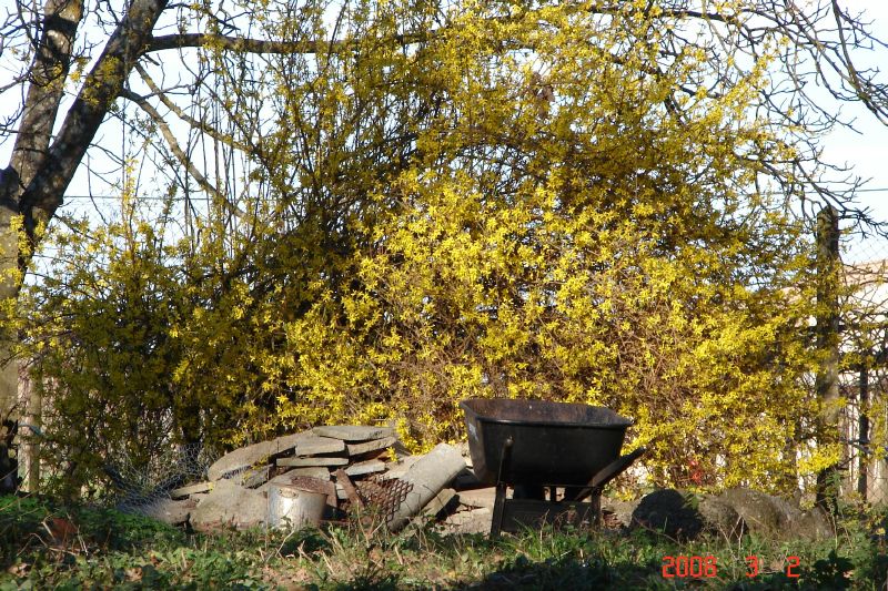 Zoom in on the forsythia bush.