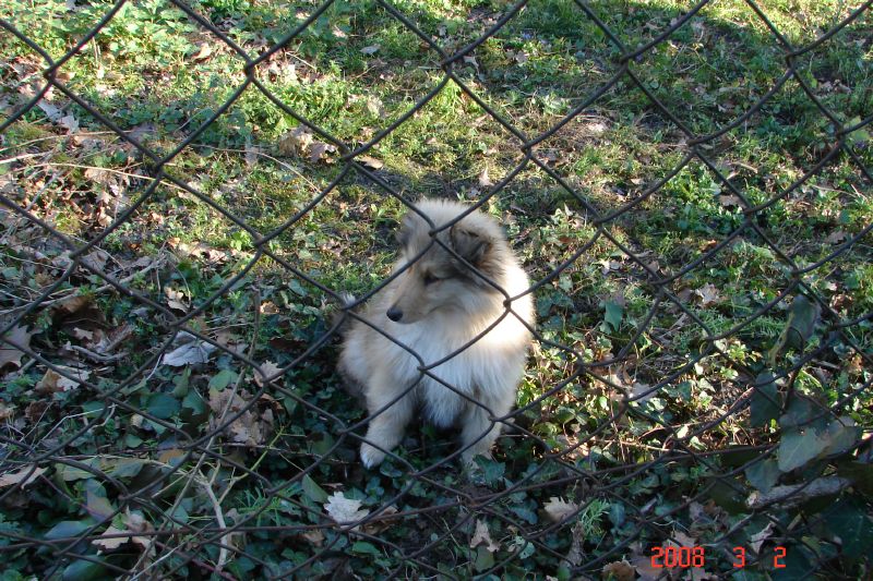 Poor baby doesn't know how to get on the other side of the fence.