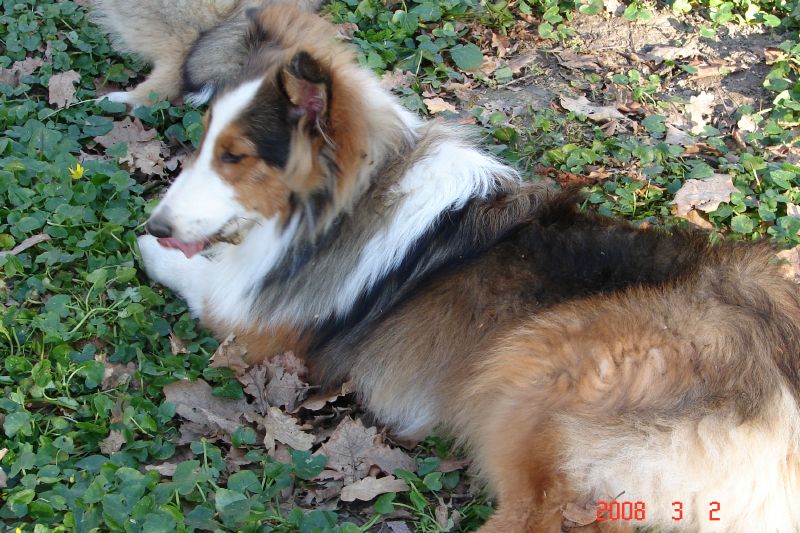 Showing off his princely coat of many colors.