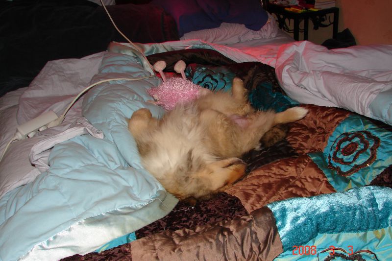 Falling asleep in the bed with her pink sheep watching over her.