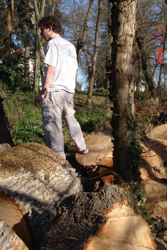 Scottie surveys the wood to be split and stacked.