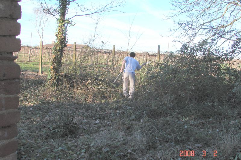 Scottie does combat with the brambles in the future chicken yard.