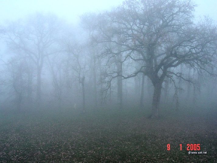 Chateau Park in the fog, view from a front upstairs window.