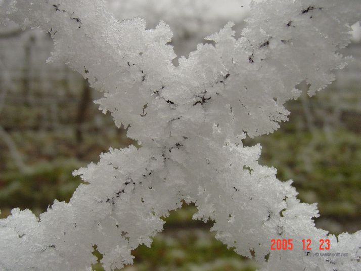 Ice crystals on fence