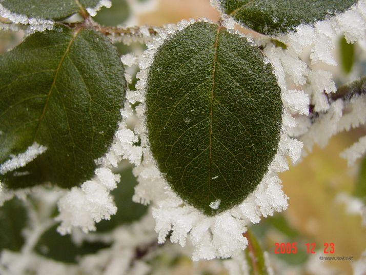 Ice crystals on rose leaves