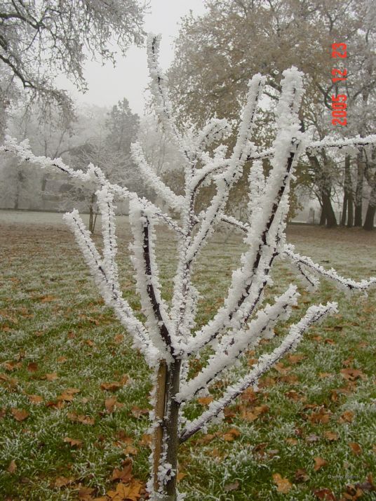 Ice crystals on a plum tree